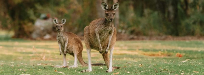 Australia Holidays & Tours | Escorted & Tailor-Made Holidays